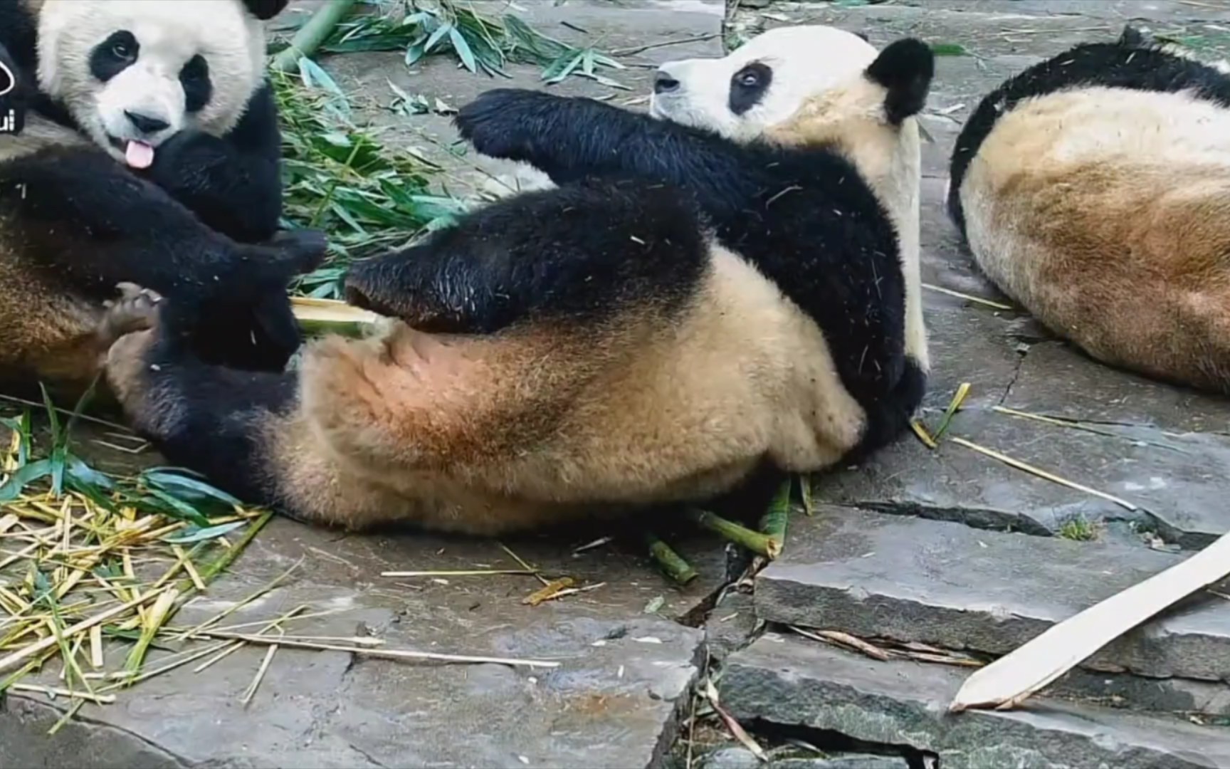 三只小熊熊,趴趴熊