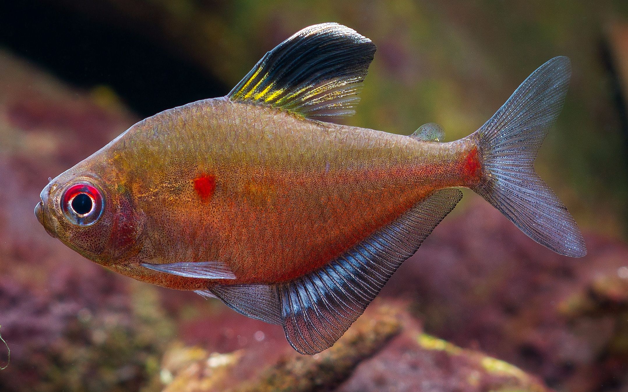 【自家鱼缸】 【灯鱼】 【热带鱼】绿背血心