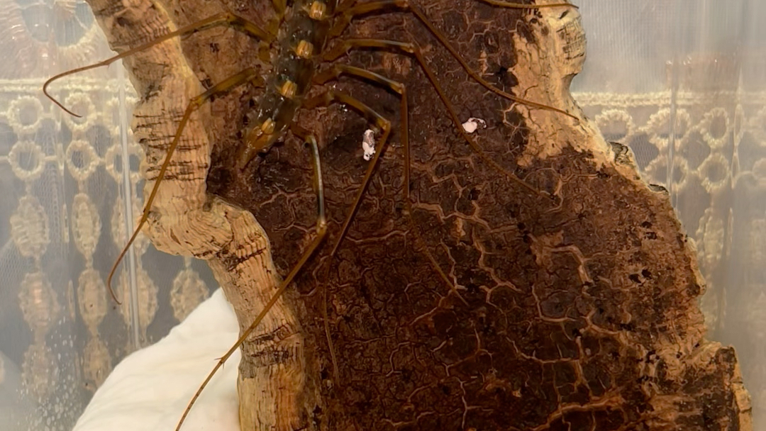 巨大的长角蚰蜒接食