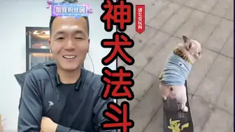 Télécharger la video: 这狗真天才！会滑滑板，但最后一幕绷不住了！