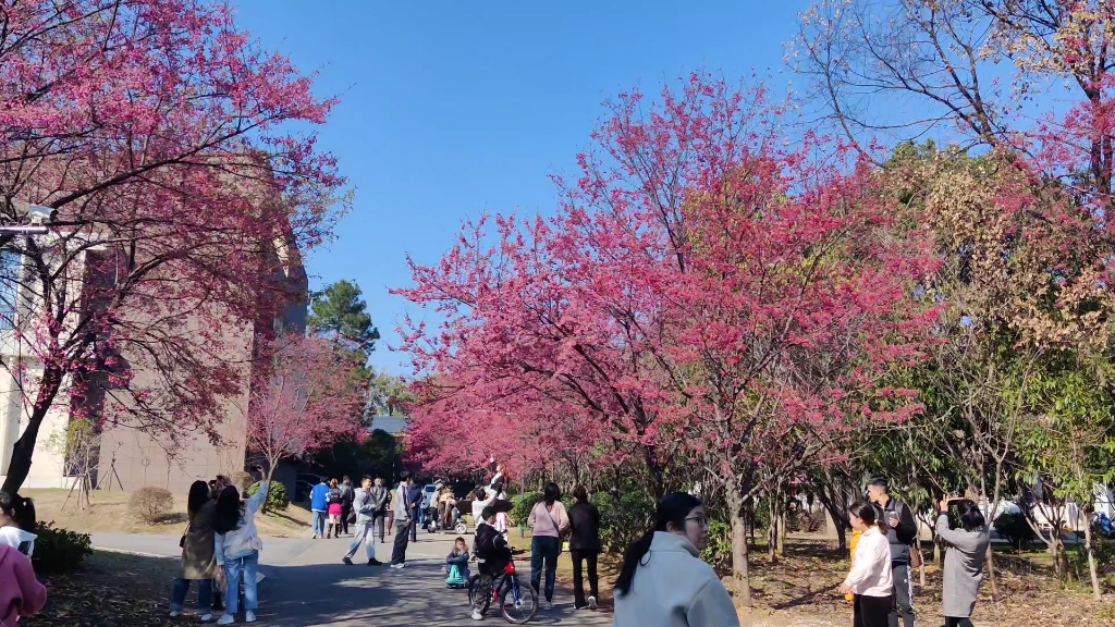 南昌林科院早樱,绝美樱花大道