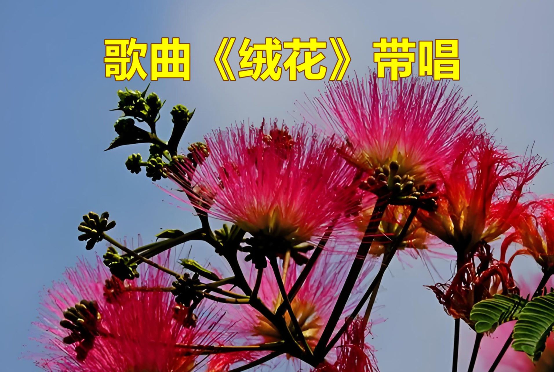 歌曲《绒花》带唱