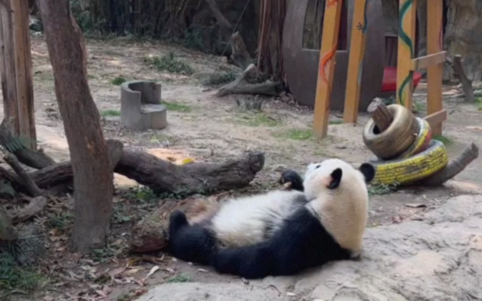 梅:我家铲屎的手抖!240308大熊猫三胞胎萌帅酷直播录屏②