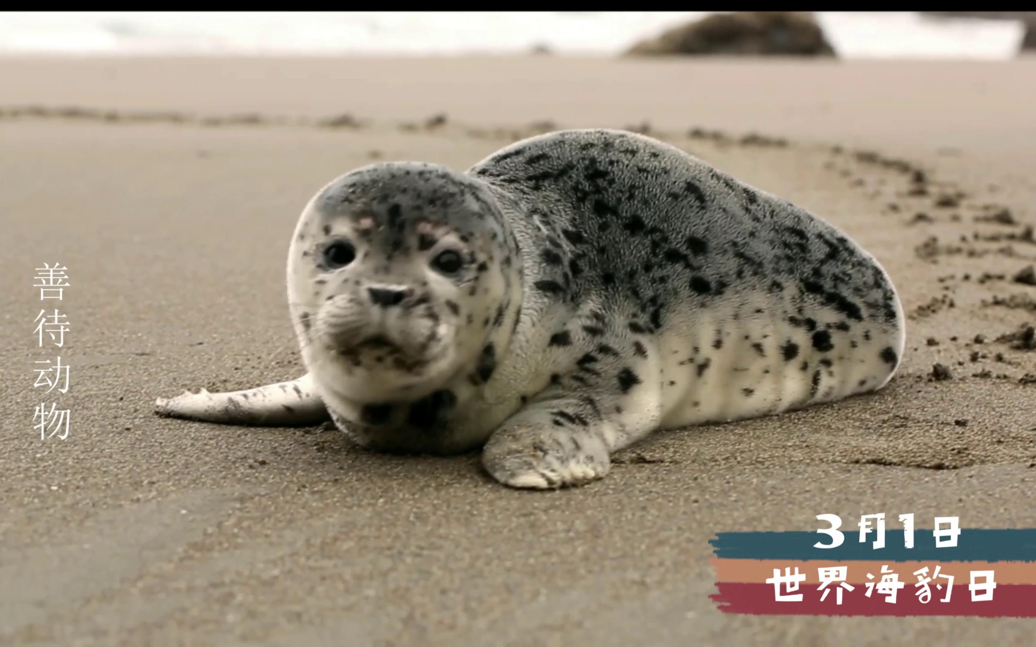 3月1日国际海豹日,请善待动物哔哩哔哩bilibili