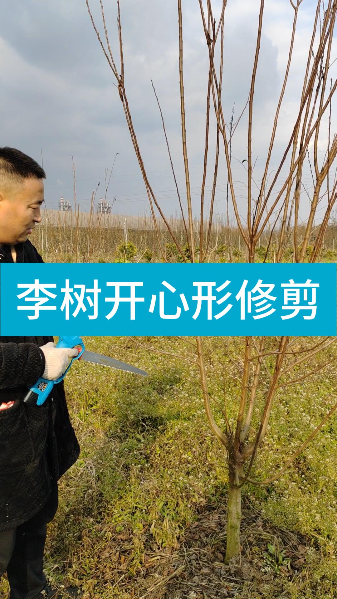 李树开心形修剪