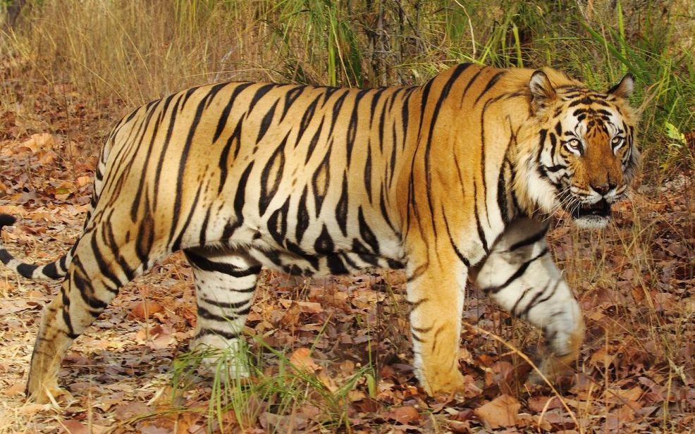 班达迦虎王塔伦在显摆它的身材