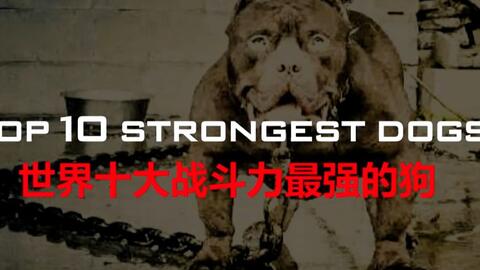 世界上排名前10只最危险的狗 哔哩哔哩 世界上排名前10只最危险的狗 哔哩哔哩