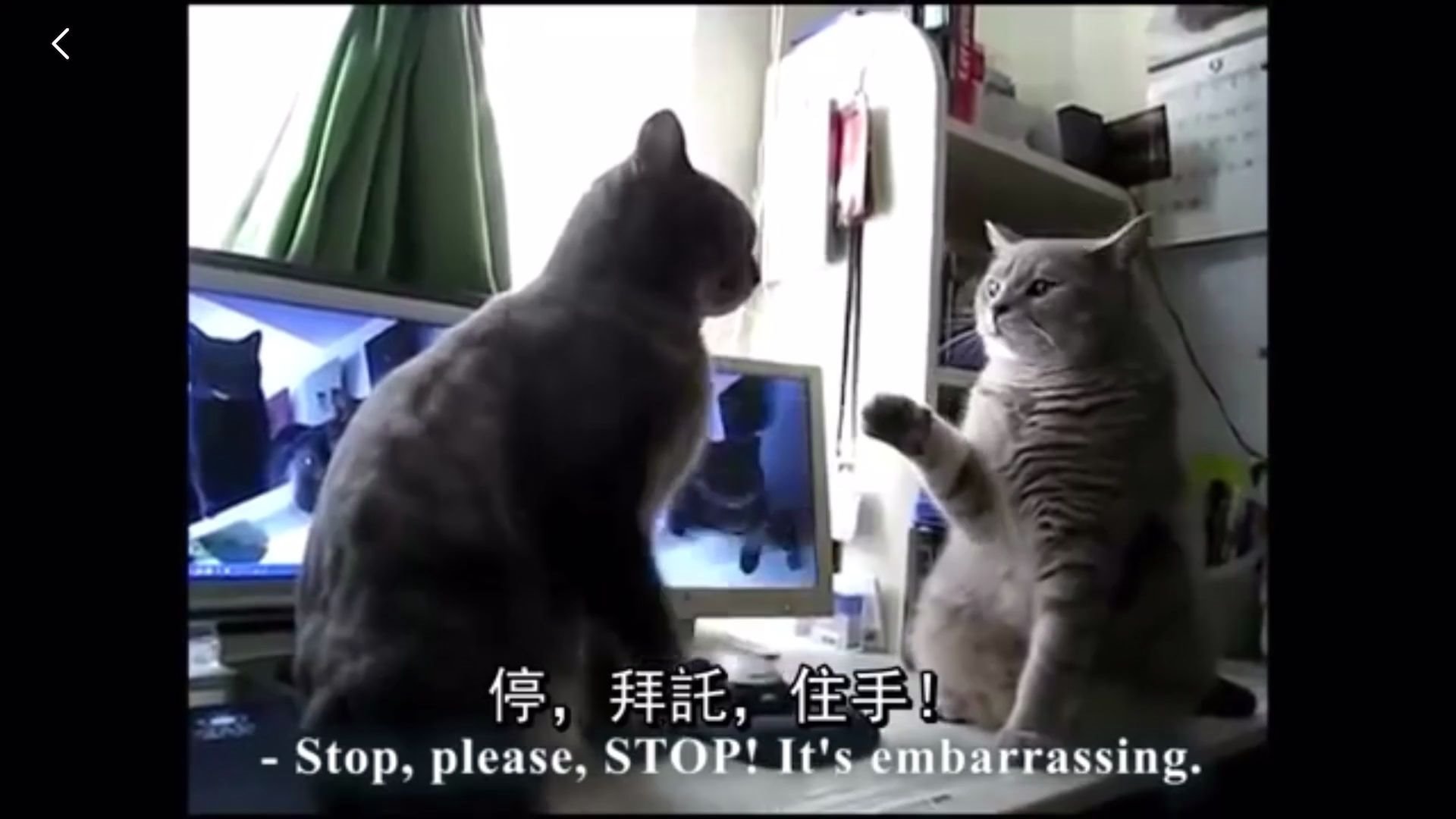 【魔性动物配音】猫咪拍手歌Dansons la capucine哔哩哔哩bilibili