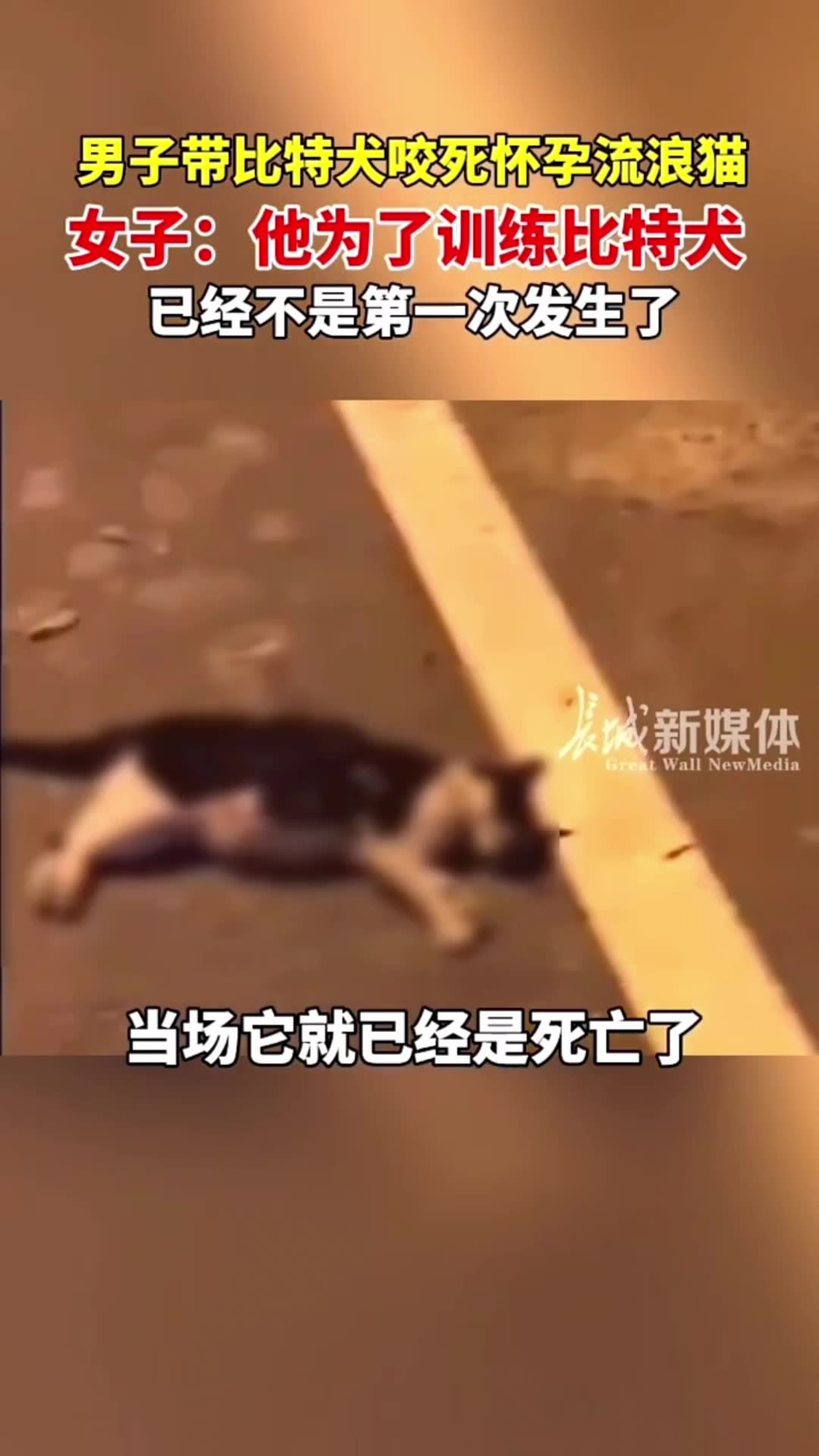 [图]男子故意训练比特犬捕杀怀孕流浪猫