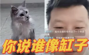 Download Video: 【张超直播】锐评林高远的猫，长得有点拉垮，猫：你再说一次？