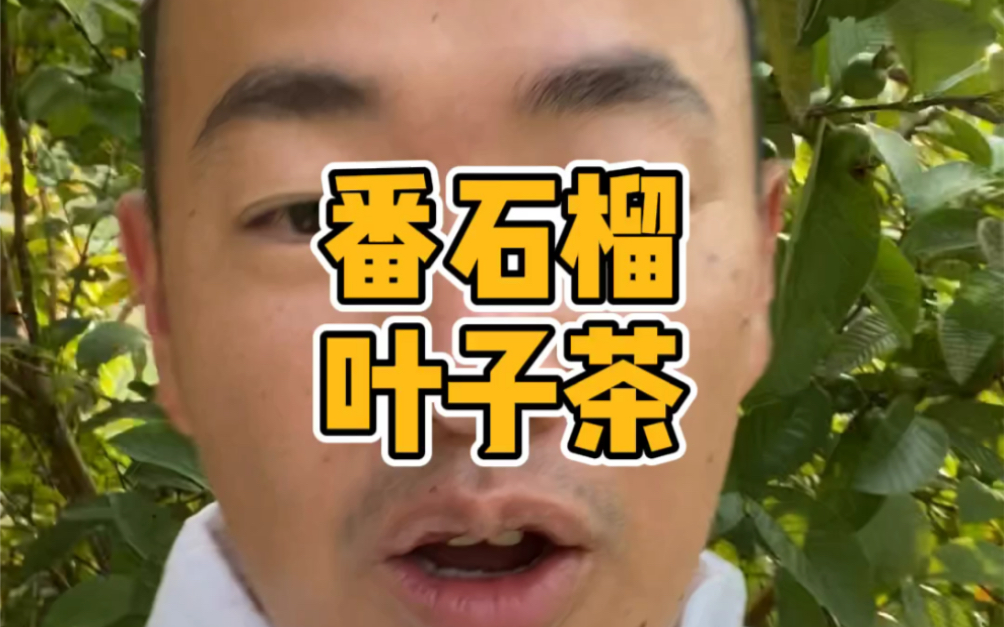 番石榴叶子做茶喝哔哩哔哩bilibili