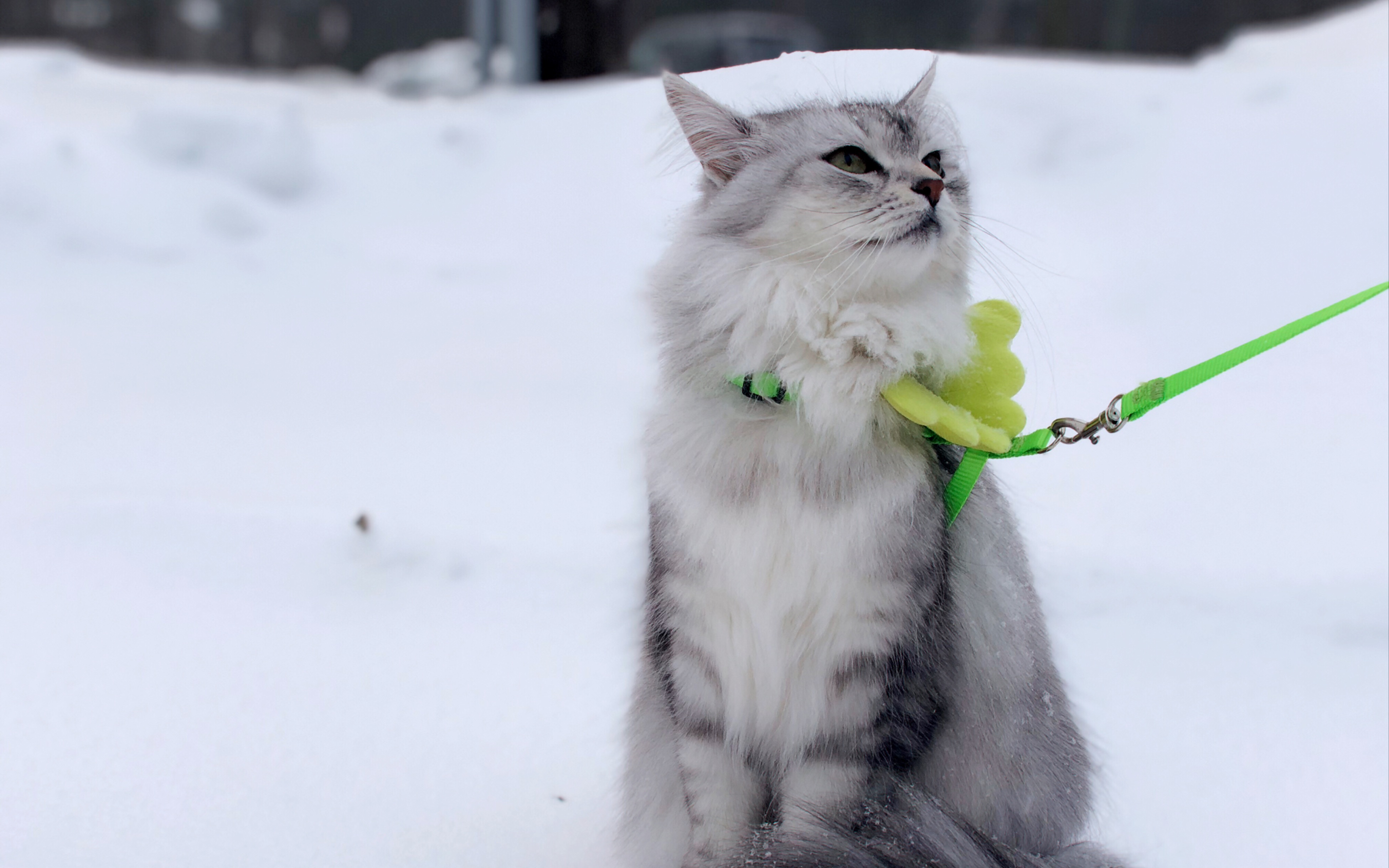 【西伯利亚森林猫】踏雪