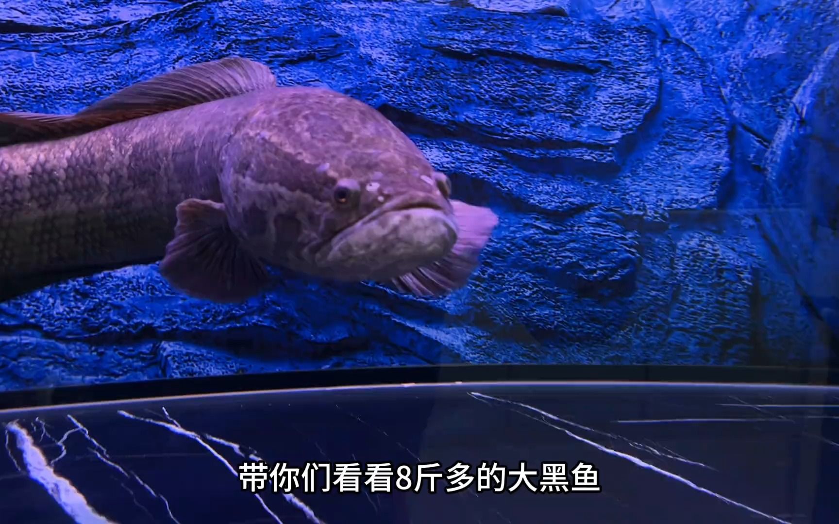 带你们看看,一条8斤多的野生黑鱼,它的爆发力有多大 #观赏鱼 #原生鱼