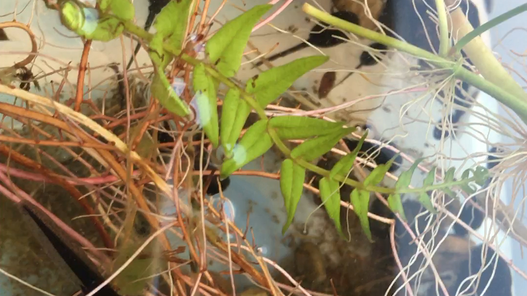 小蝌蚪吃水草2020319