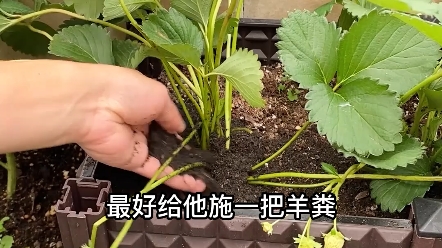 这样种草莓,结果又大又多!哔哩哔哩bilibili