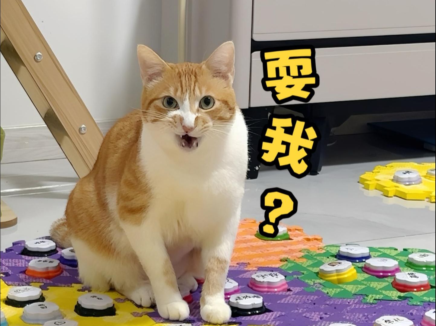 会说话的橘猫竟然被耍的团团转~哔哩哔哩bilibili