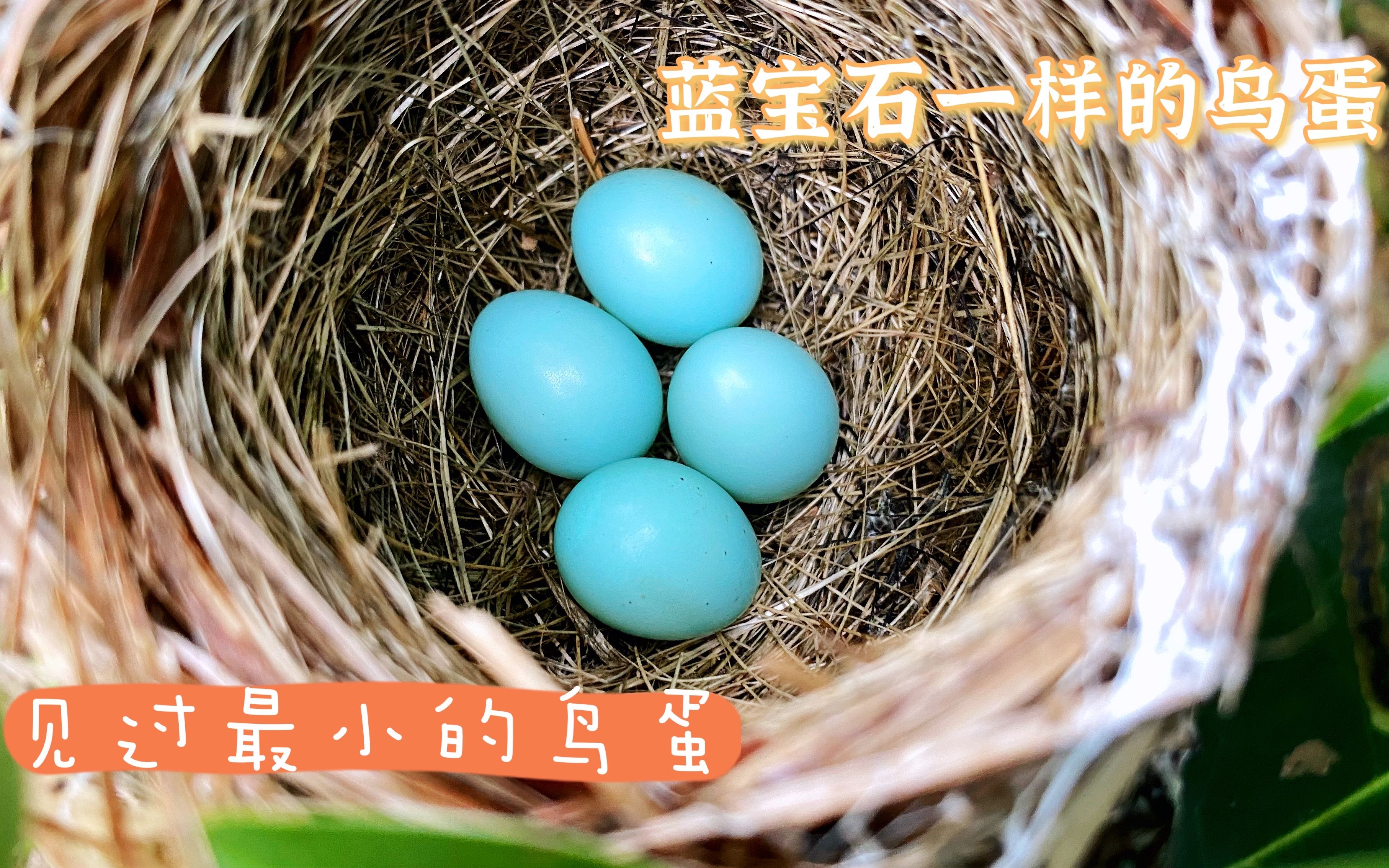 林中树丫上看到的鸟蛋翠绿小巧好像宝石一样看鸟宝宝什么时候出壳