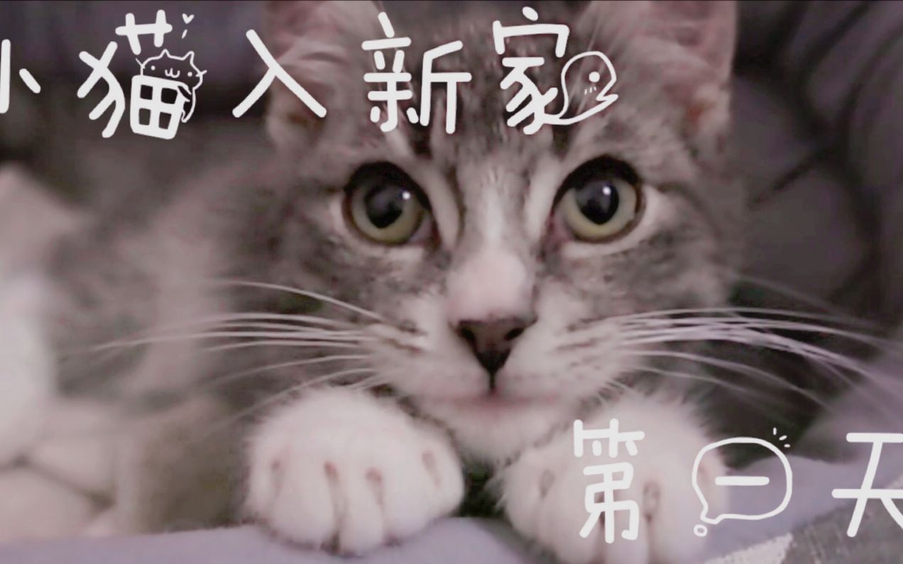 [图]【小旺财历险记DAY 1】当刚抱回来的小猫遇见家里的大猫... cute little kitten's first day at new home