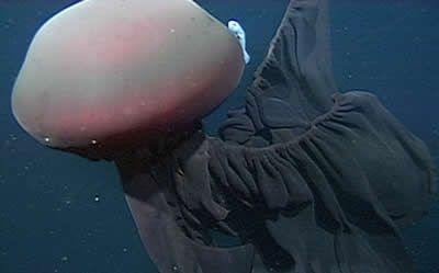 【恐怖之美】近距离观察冥河水母