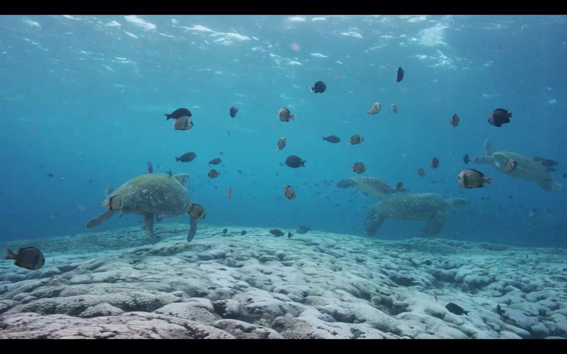 视频素材 ▏h422 唯美蓝色海洋海底世界水族馆鱼儿鱼群海龟游动嬉戏海洋馆六一儿童节文艺节目表演大屏幕舞台LED背景视频素材哔哩哔哩bilibili