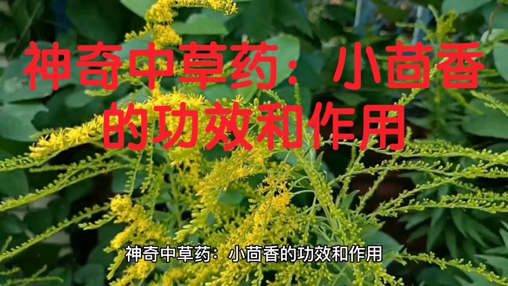 小茴香籽的功效(小茴香籽的功效及用途 - 中药材小百科)