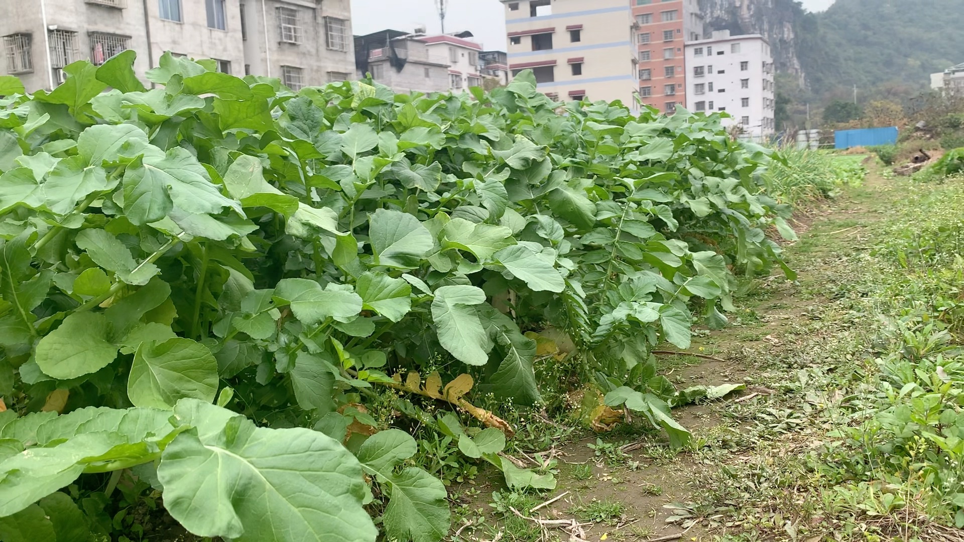 [图]土壤与我们的健康息息相关，大家了解吗？