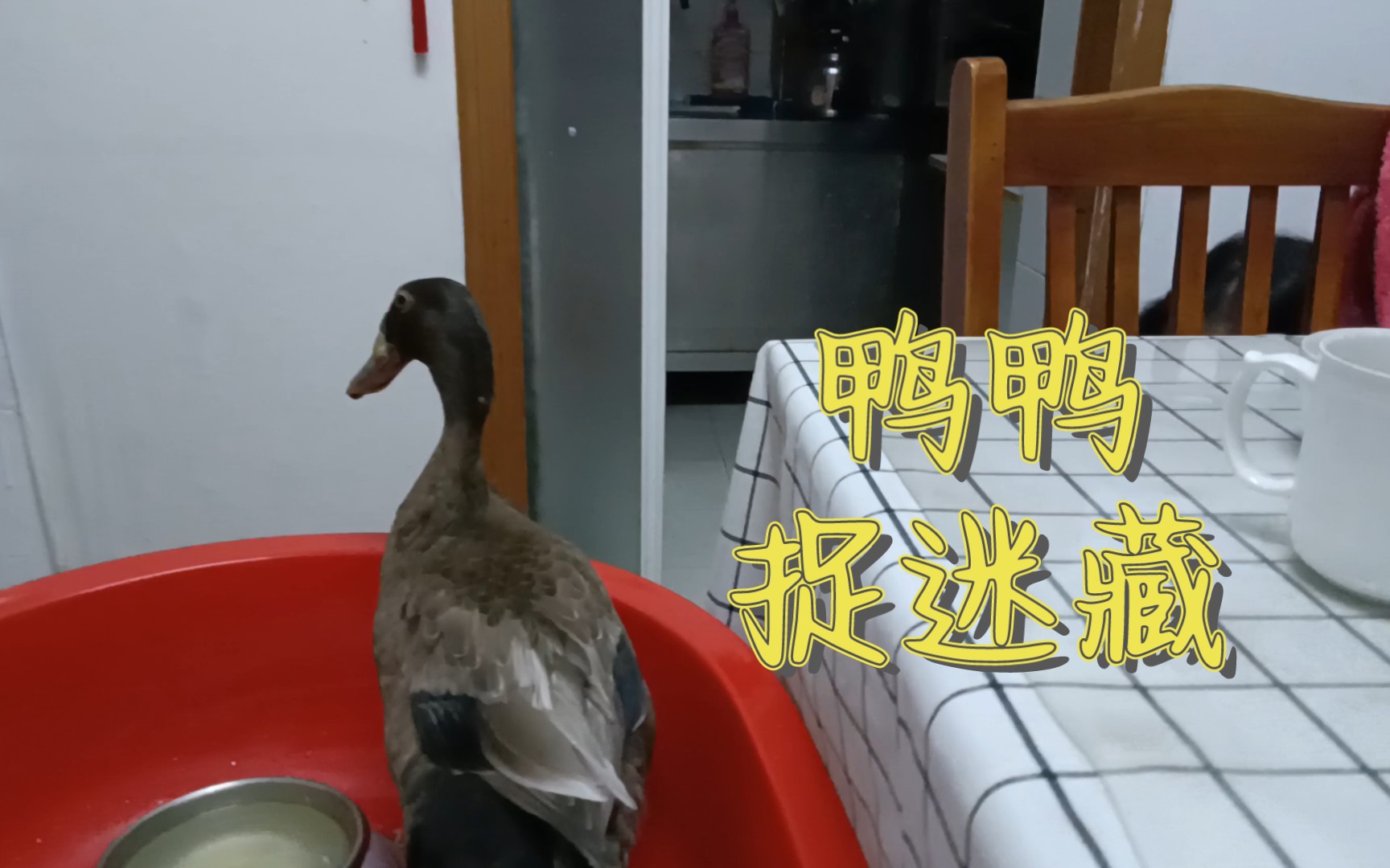 【小鸭子日常】我和妈妈捉迷藏