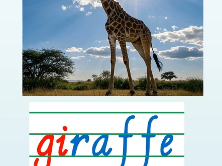 长颈鹿giraffe怎么读,四线三格中怎么写