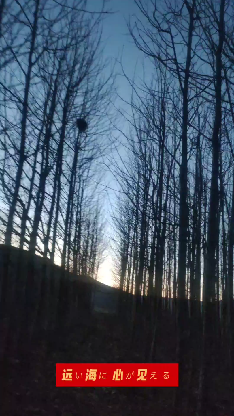 路过傍晚的树林