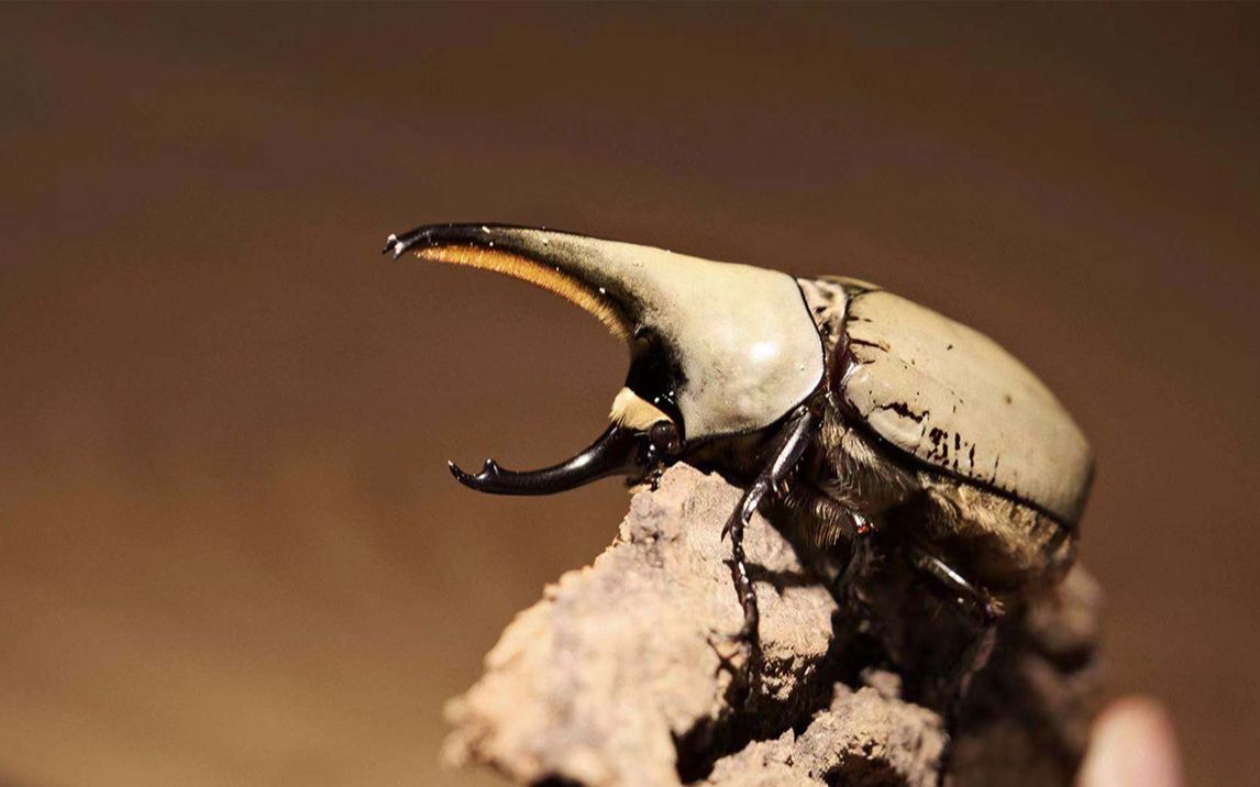 【甲虫开箱】美西白兜真有这么白吗_哔哩哔哩_bilibili