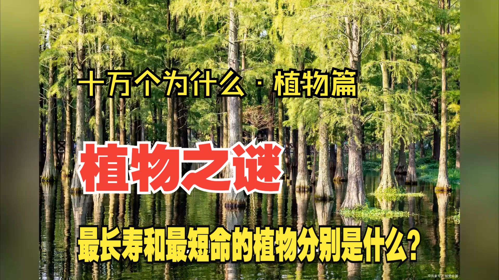 "——十万个为什么·植物篇