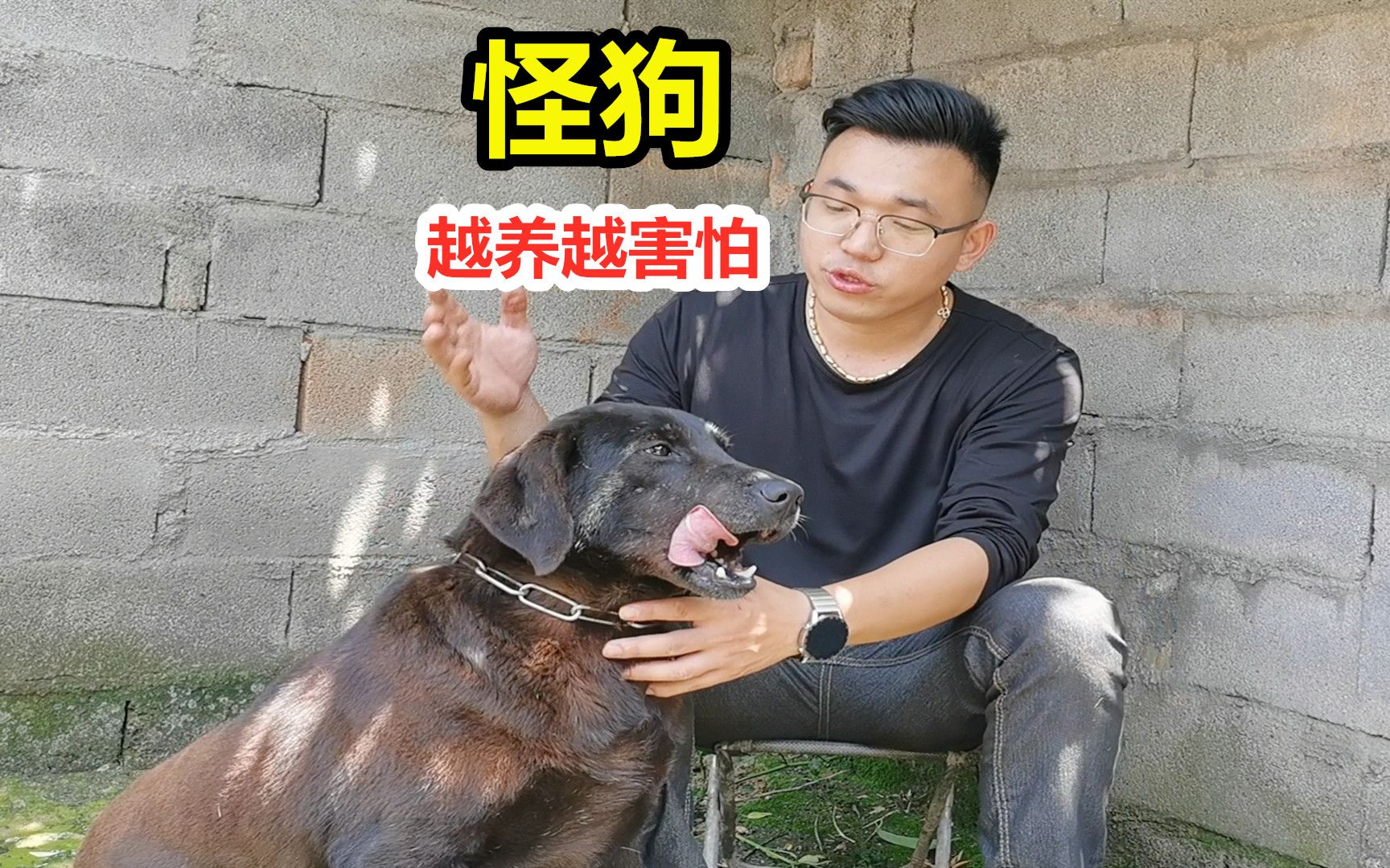 比特犬与拉布拉多犬搭配后,生出一只怪狗,狗主人越养越害怕哔哩哔哩bilibili