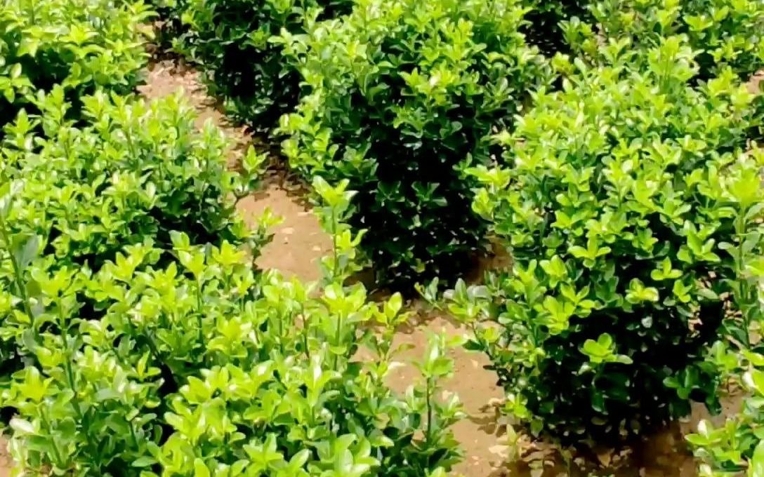 卫矛球基地-卉木园林