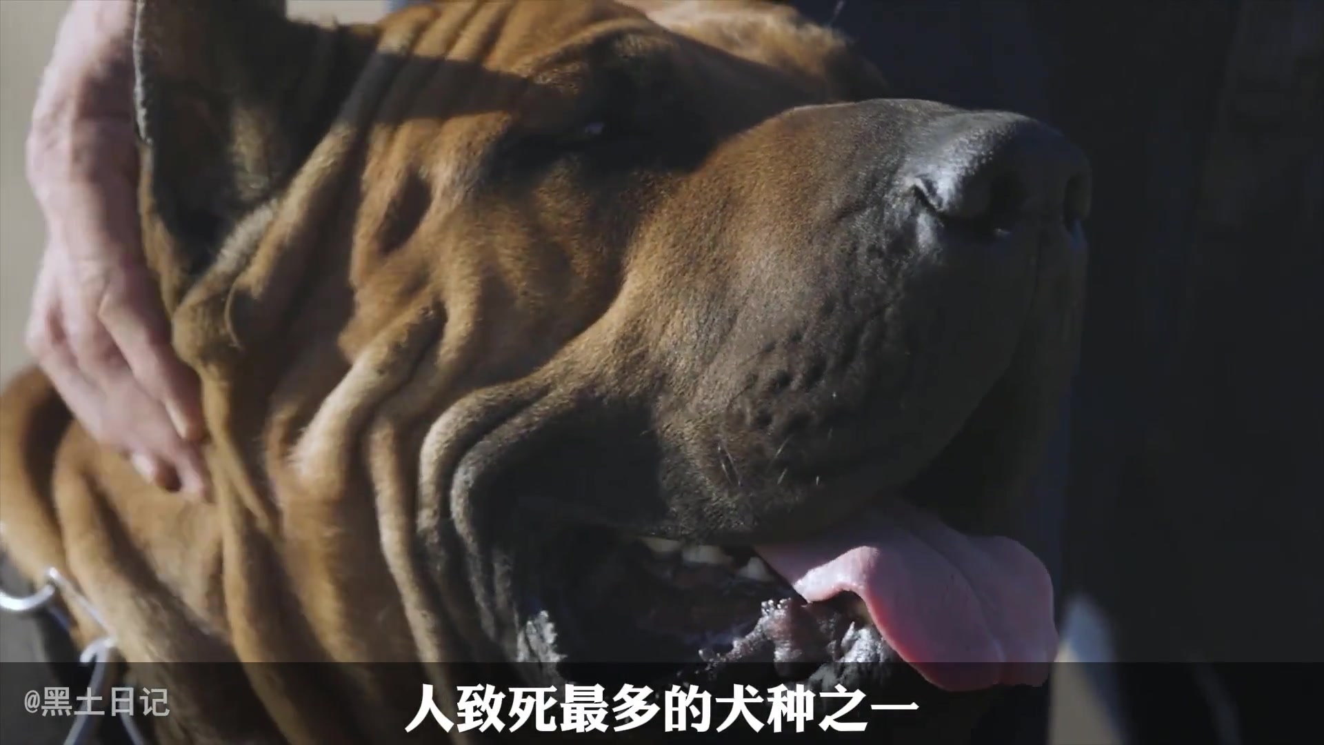 世界上咬合力最强的10大猛犬,你以为藏獒真的干不过狼吗?