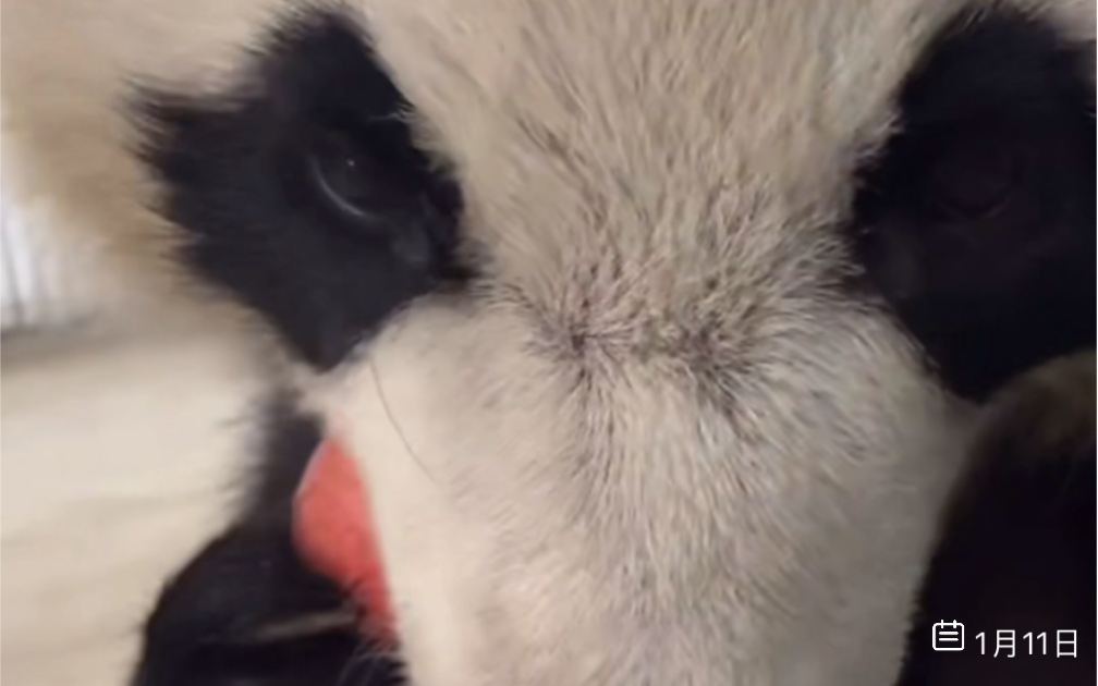 听不懂(狗头)～(240111茱萸湾的小可爱们直播录屏月亮cut)