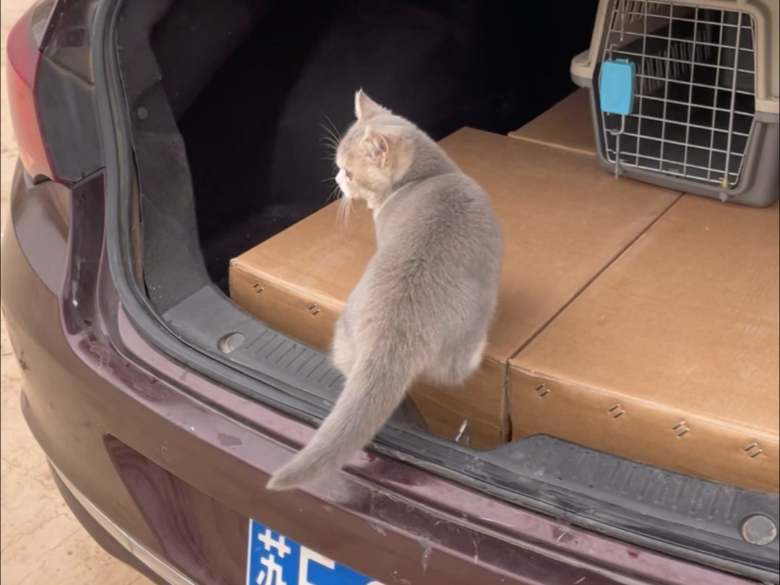颠覆了我对猫的认知
