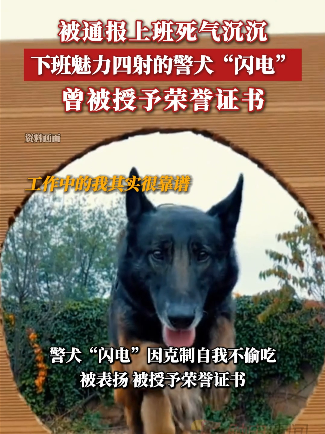 警犬闪电半张脸照片图片