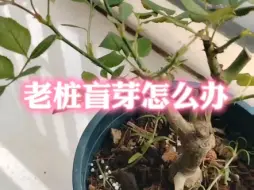 下载视频: 种的玫瑰老桩活了，但全是盲芽，怎么办？我都是直接当打顶一样的掐了。#月季 #玫瑰老桩 #盲芽