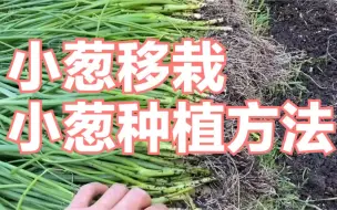 Descargar video: 小葱移栽- 小葱种植方法