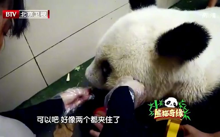 [图]看到熊猫血压升高，医生提高警惕，马上给它检查丨熊猫奇缘