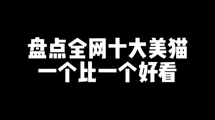 盘点全网十大美猫一个比一个好看哔哩哔哩bilibili