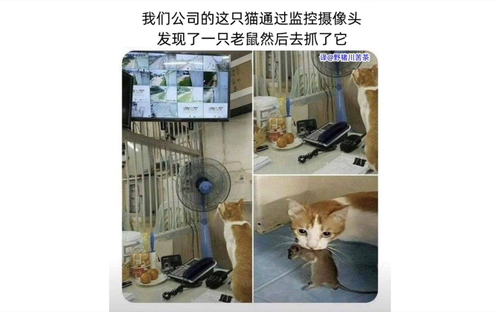 〔神评&梗图〕这只猫通过监控摄像头发现一只老鼠然后去抓住了它哔哩哔哩bilibili