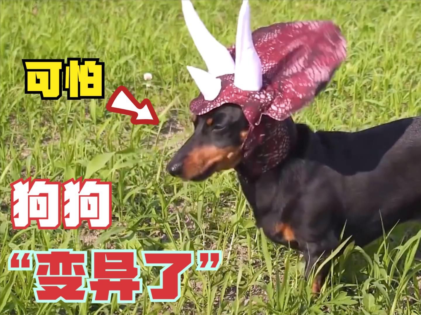 腊肠犬变恐龙,美丽的世界处处充满危险,谨慎观看