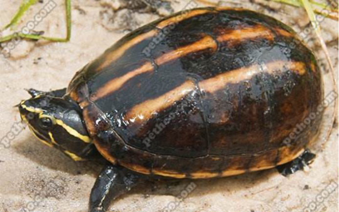 活动  【果核泥龟】最喜欢的蛋龟之一,价格也是炒得一路上涨让人望而