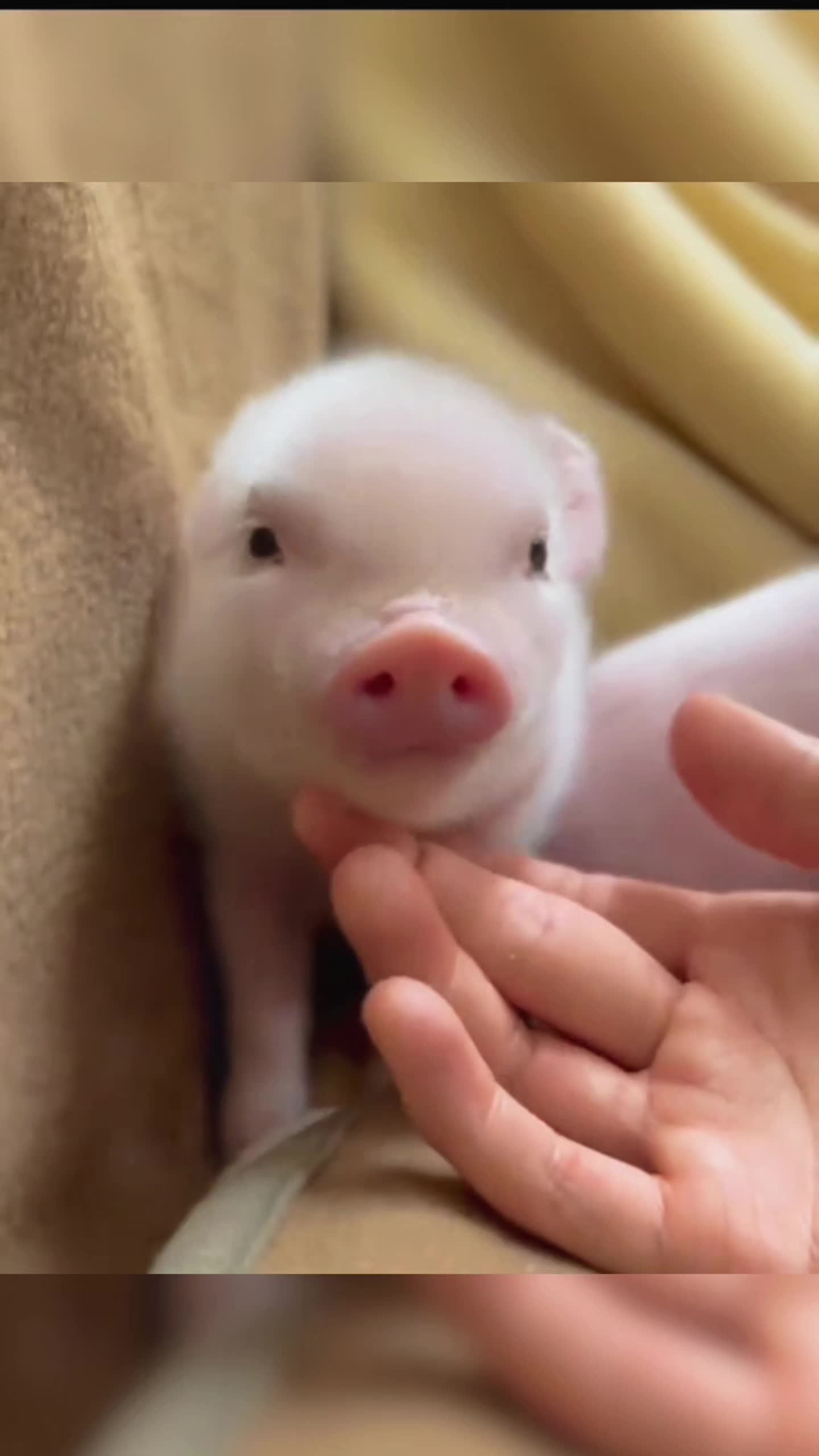 原来你小时候这么可爱啊!#小猪#萌宠#阔爱炸了