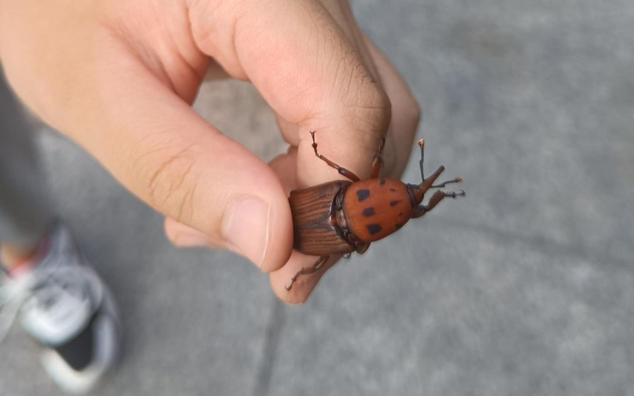 跑步的时候抓到一只棕榈红象鼻虫 0808