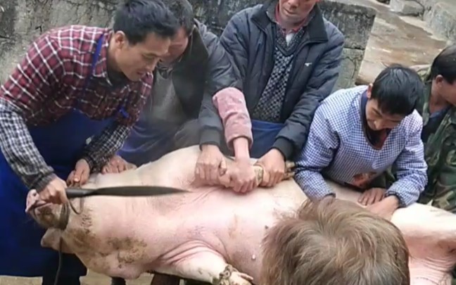 磨刀霍霍向猪羊之任人宰割