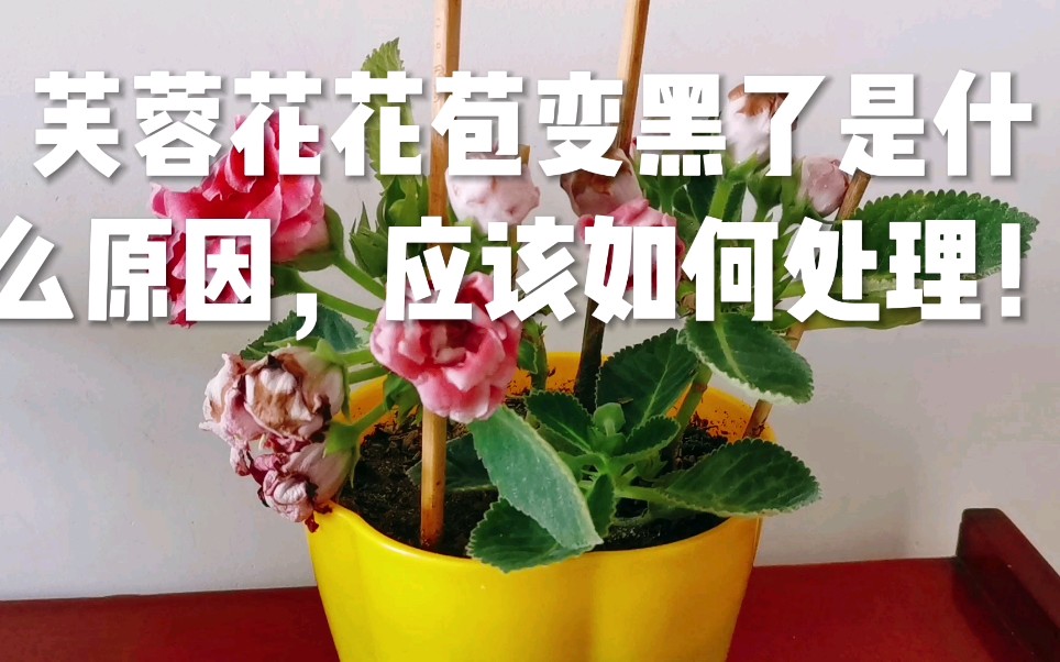 芙蓉花花苞变黑了是什么原因,应该如何处理!哔哩哔哩bilibili