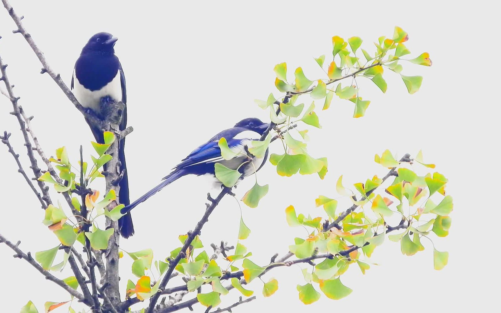 银杏树上的一对喜鹊我们这里喜鹊消失了好多年现在又有了