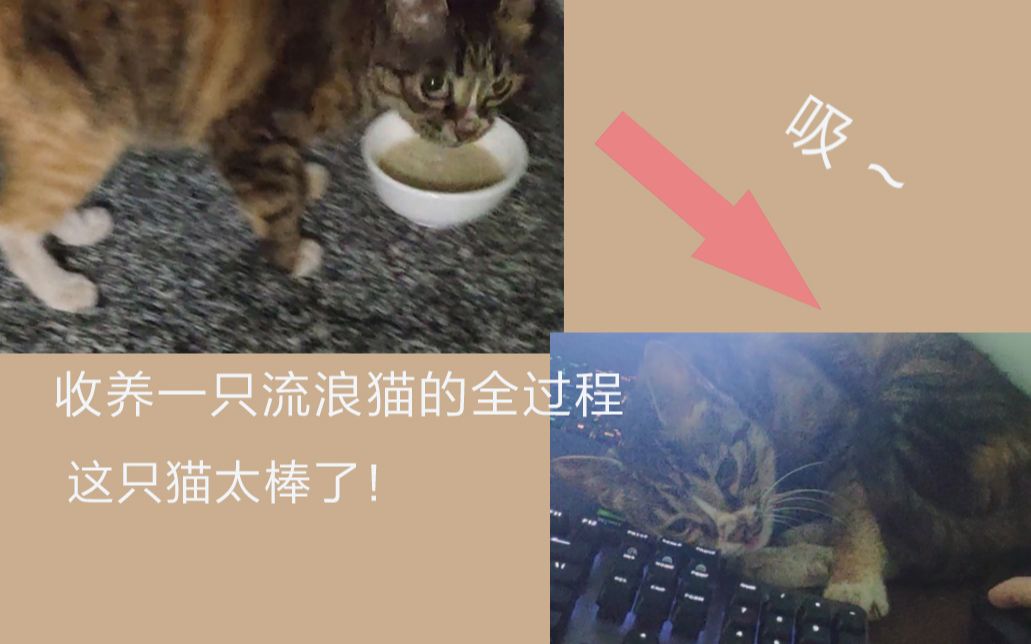 窗外来了只流浪猫,怎么办?????哔哩哔哩bilibili